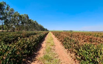 Fatores climáticos levaram à queda do PIB, diz secretaria